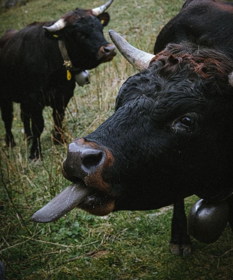 Vache d'alpage à Derborence